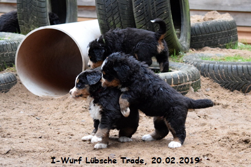 I-Wurf Lbsche Trade, 20.02.2019