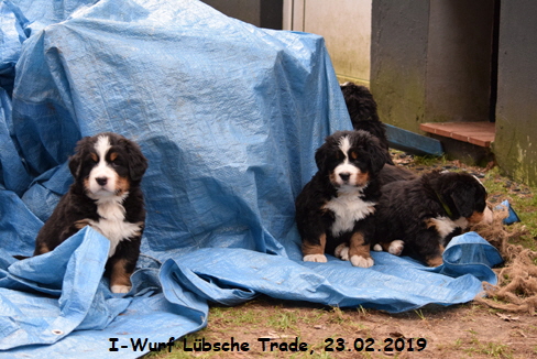 I-Wurf Lbsche Trade, 23.02.2019
