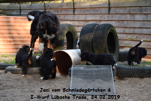 Jaci vom Schmiedegrtchen & I-Wurf Lbsche Trade, 24.02.2019