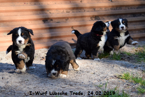 I-Wurf Lbsche Trade, 24.02.2019