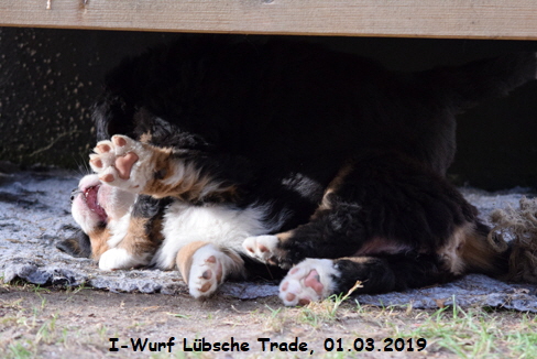I-Wurf Lbsche Trade, 01.03.2019