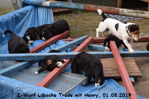 I-Wurf Lbsche Trade mit Henry, 01.03.2019