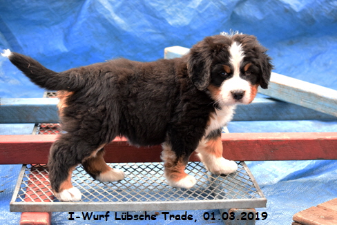 I-Wurf Lbsche Trade, 01.03.2019