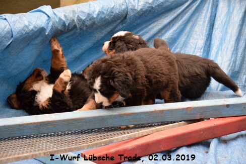 I-Wurf Lbsche Trade, 02.03.2019