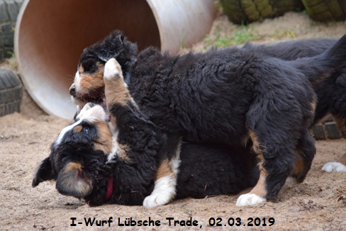 I-Wurf Lbsche Trade, 02.03.2019
