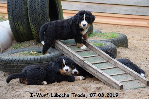 I-Wurf Lbsche Trade, 07.03.2019