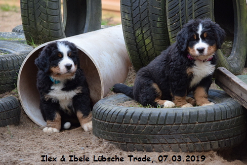 Ilex & Ibele Lbsche Trade, 07.03.2019