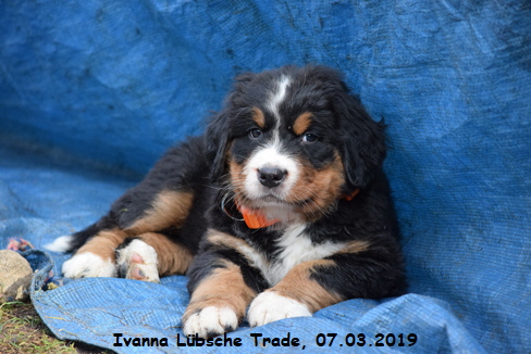 Ivanna Lbsche Trade, 07.03.2019