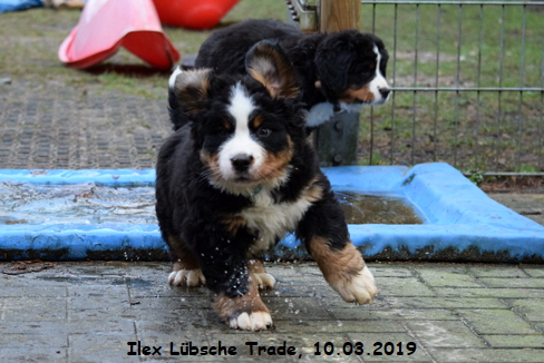 Ilex Lbsche Trade, 10.03.2019