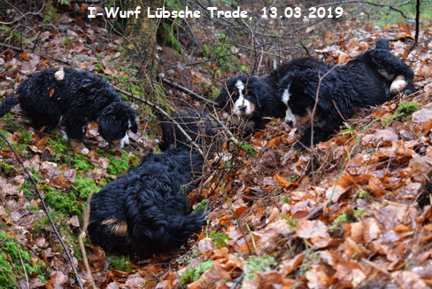 I-Wurf Lbsche Trade, 13.03.2019