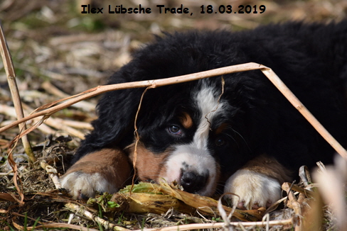 Ilex Lbsche Trade, 18.03.2019