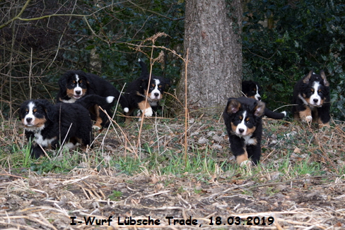 I-Wurf Lbsche Trade, 18.03.2019