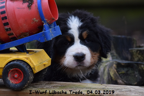 I-Wurf Lbsche Trade, 04.03.2019