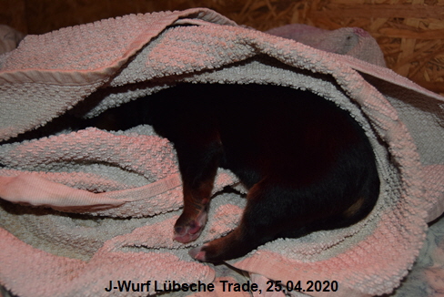 J-Wurf Lbsche Trade, 25.04.2020