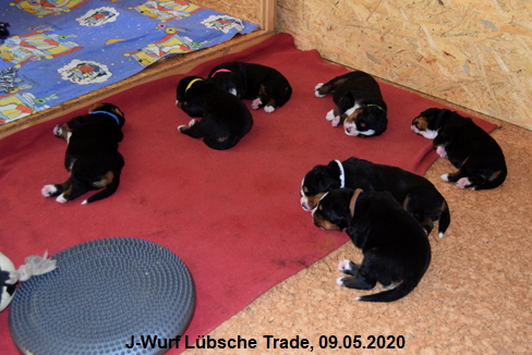 J-Wurf Lbsche Trade, 09.05.2020
