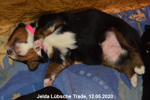 Jelda Lbsche Trade, 12.05.2020