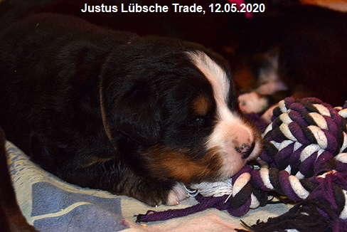 Justus Lbsche Trade, 12.05.2020