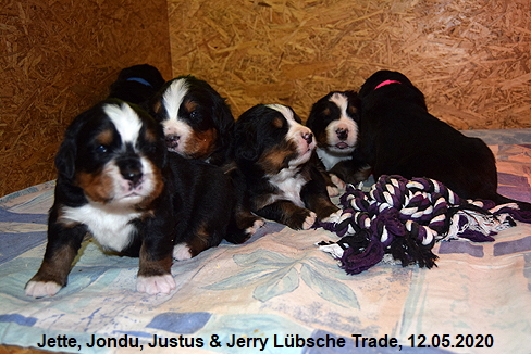 Jette, Jondu, Justus & Jerry Lbsche Trade, 12.05.2020