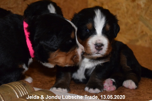 Jelda & Jondu Lbsche Trade, 13.05.2020