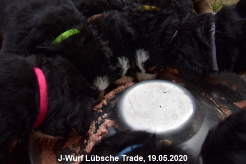 J-Wurf Lbsche Trade, 19.05.2020
