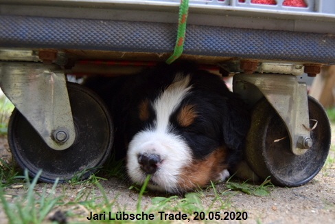 Jari Lbsche Trade, 20.05.2020