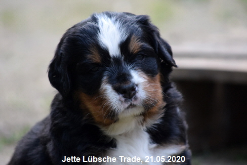Jette Lbsche Trade, 21.05.2020
