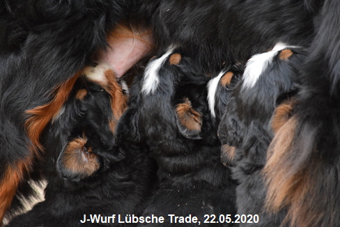 J-Wurf Lbsche Trade, 22.05.2020