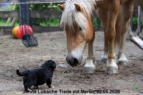Jenne Lbsche Trade mit Merlin, 22.05.2020