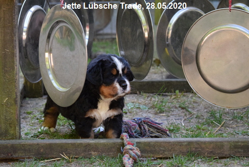 Jette Lbsche Trade, 28.05.2020