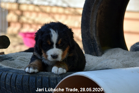 Jari Lbsche Trade, 28.05.2020