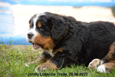 Jondu Lbsche Trade, 28.05.2020