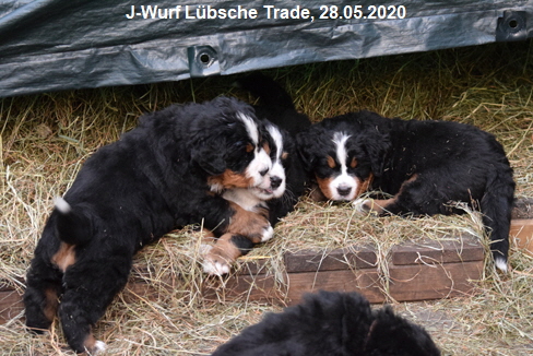 J-Wurf Lbsche Trade, 28.05.2020