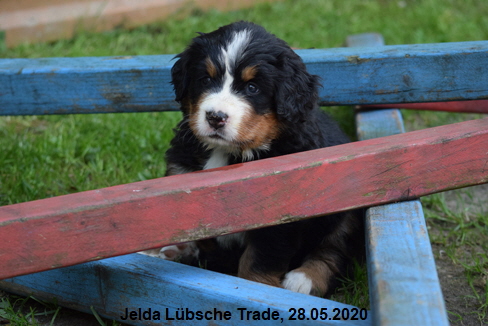 Jelda Lbsche Trade, 28.05.2020