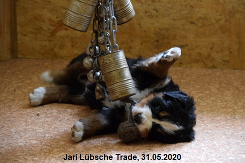 Jari Lbsche Trade, 31.05.2020