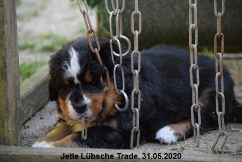 Jette Lbsche Trade, 31.05.2020