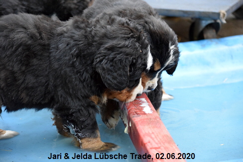 Jari & Jelda Lbsche Trade, 02.06.2020