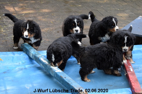 J-Wurf Lbsche Trade, 02.06.2020