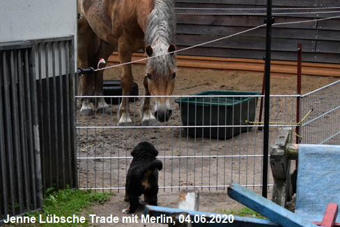 Jenne Lbsche Trade mit Merlin, 04.06.2020