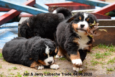 Jari & Jerry Lbsche Trade, 04.06.2020