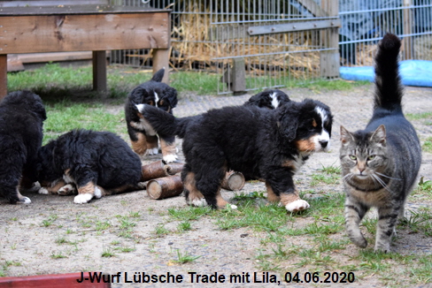 J-Wurf Lbsche Trade mit Lila, 05.06.2020