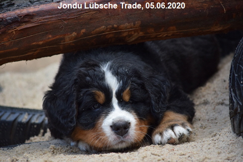Jondu Lbsche Trade, 05.06.2020