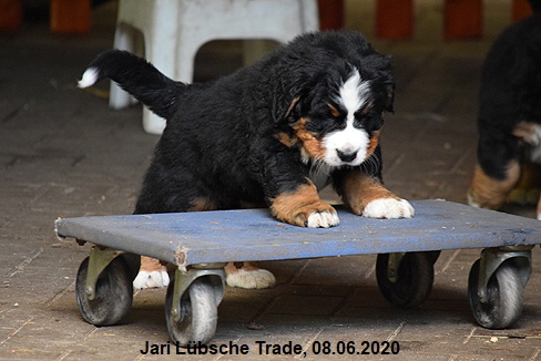 Jari Lbsche Trade, 08.06.2020