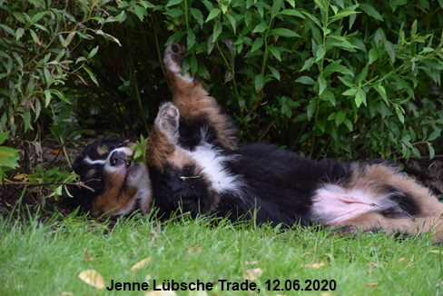 Jenne Lbsche Trade, 12.06.2020