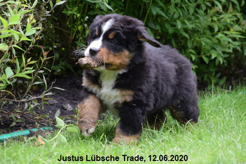 Justus Lbsche Trade, 12.06.2020
