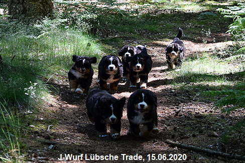 J-Wurf Lbsche Trade, 15.06.2020