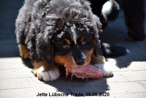 Jette Lbsche Trade, 16.06.2020