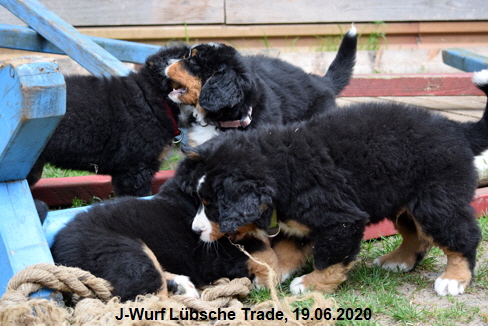 J-Wurf Lbsche Trade, 19.06.2020