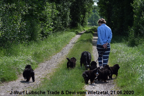 J-Wurf Lbsche Trade & Devi vom Wietzetal, 21.06.2020