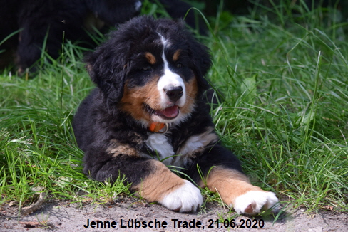 Jenne Lbsche Trade, 21.06.2020