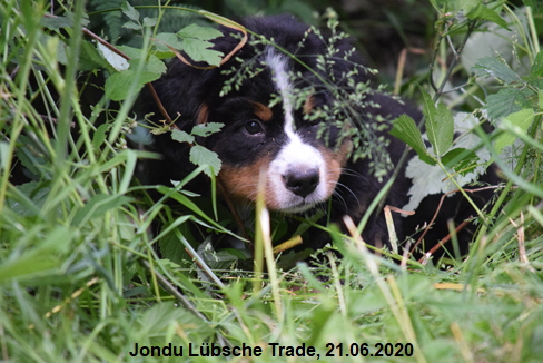 Jondu Lbsche Trade, 21.06.2020